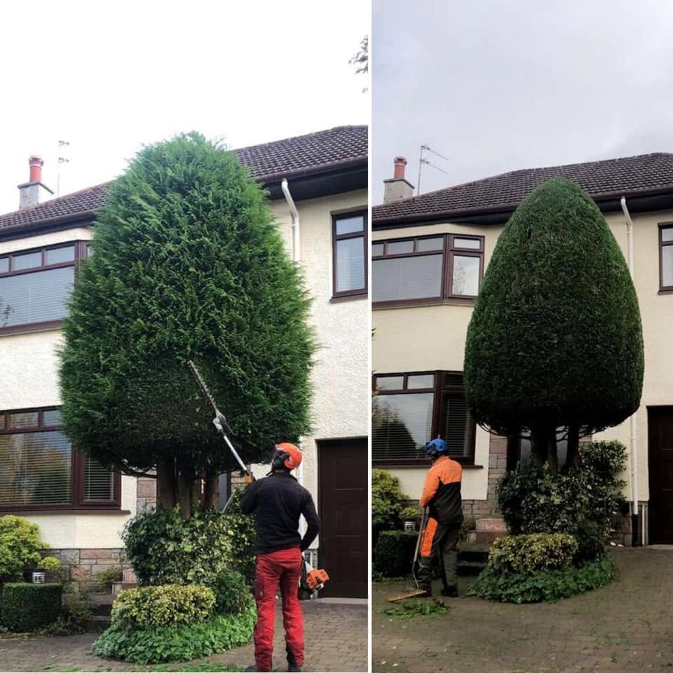 Before and after photographs of a large conifer reshaped by Treetop