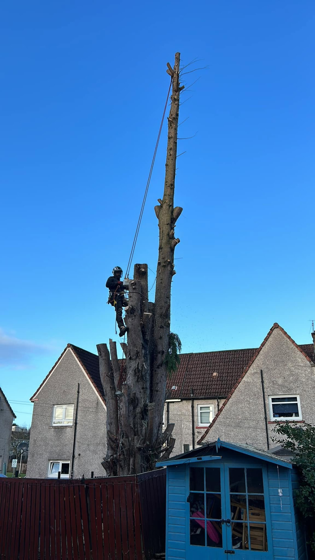 Treetop climber sectioning a tall trunk above rooftops